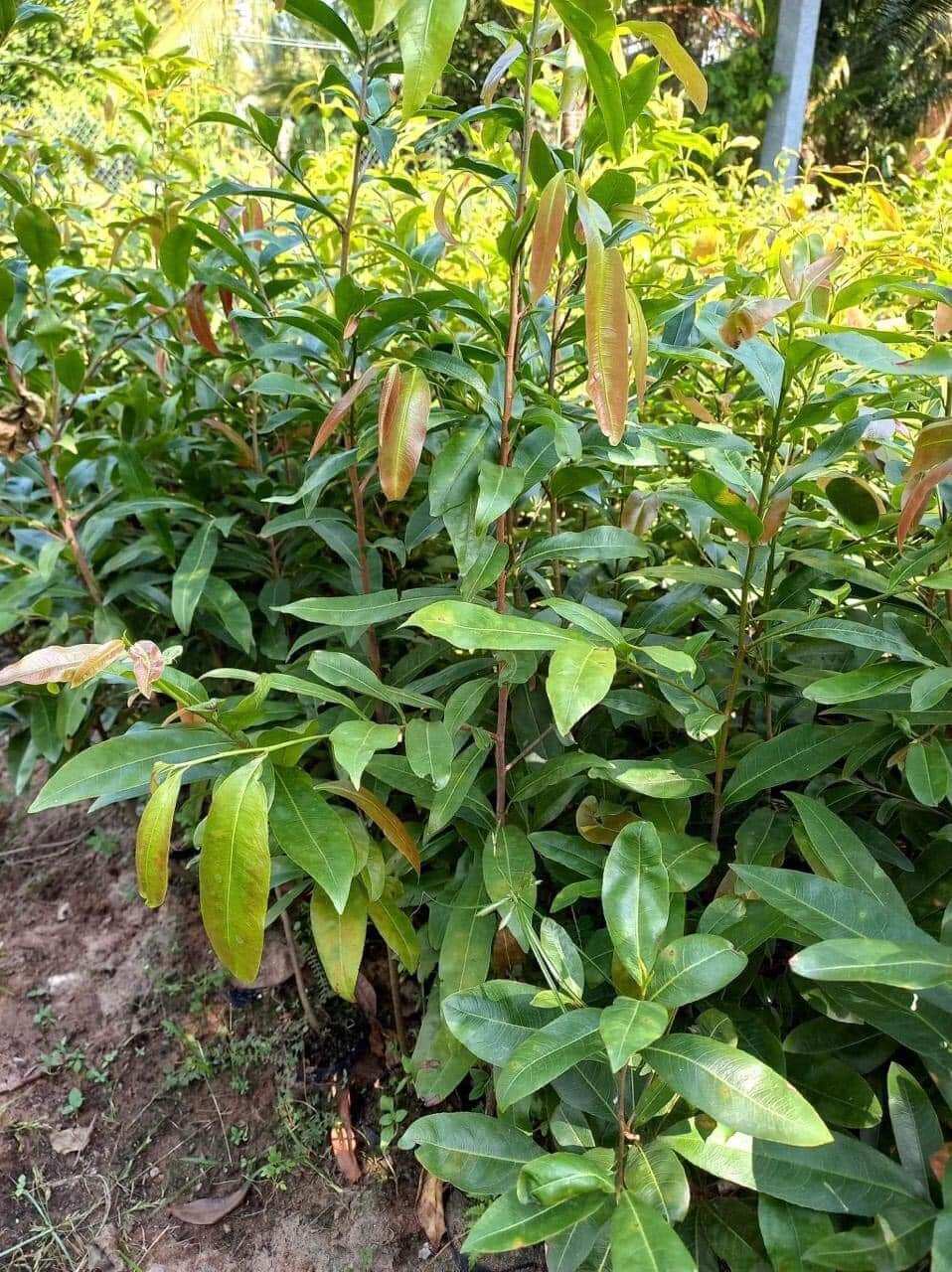 50 cây mai quấn rễ cao từ " 50cm đến 70cm " 👉 tặng thêm 3 cây.