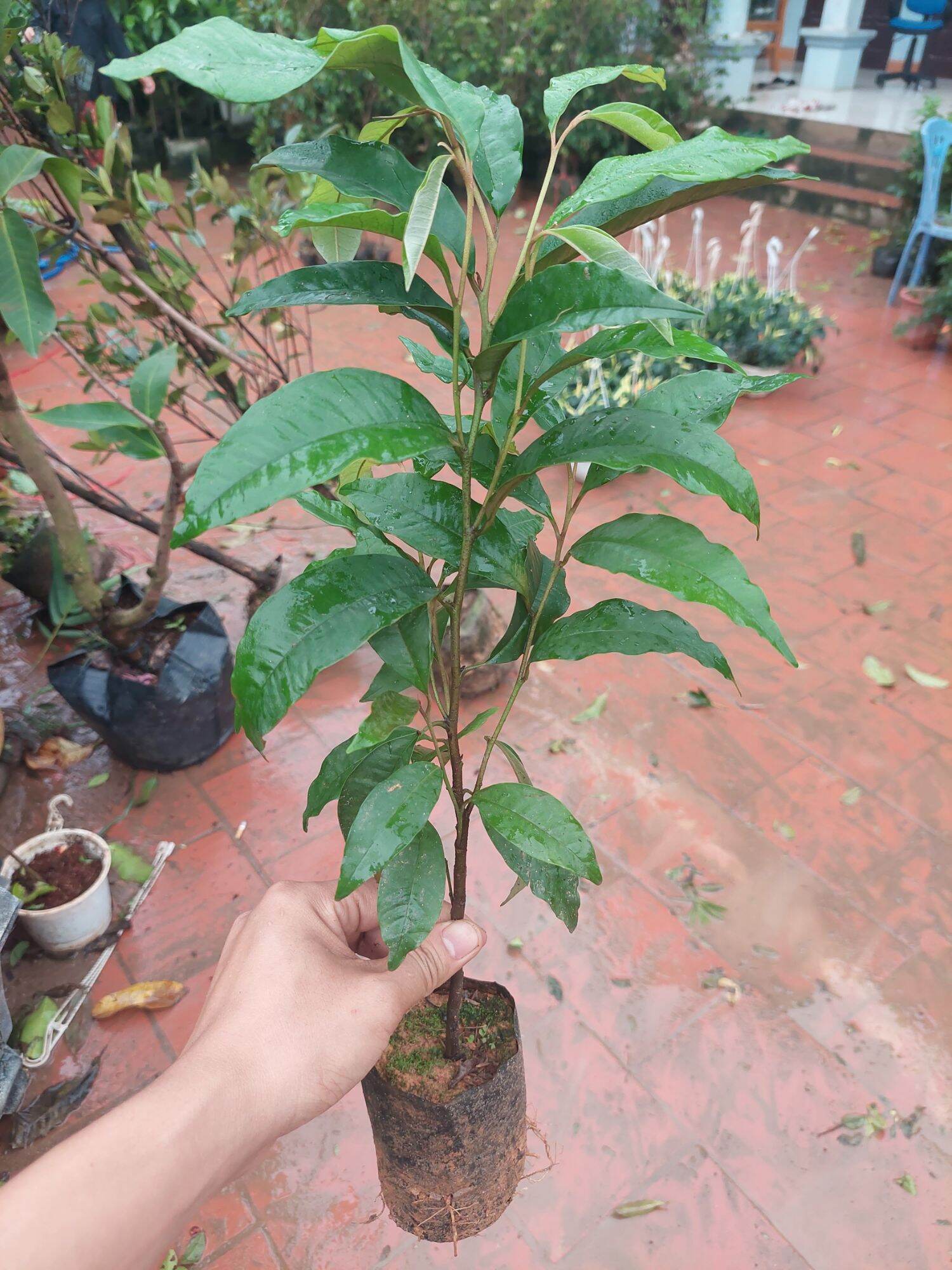 CÂY VÚ SỮA TÍM THỰC SINH