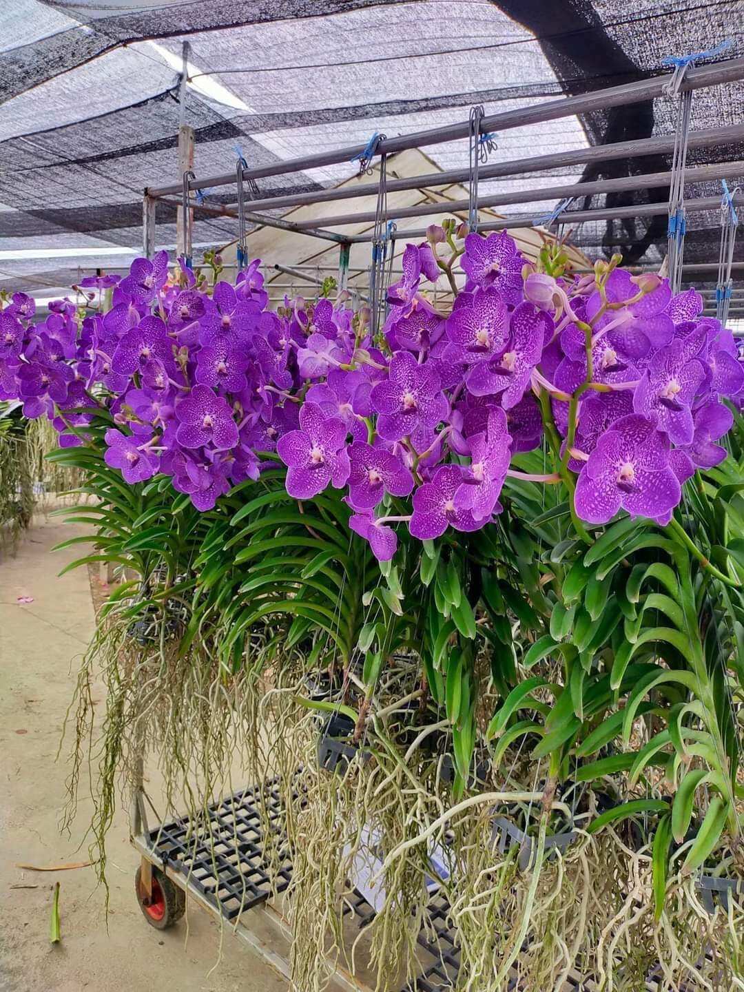 Hoa lan vanda trưởng thành màu sổ số