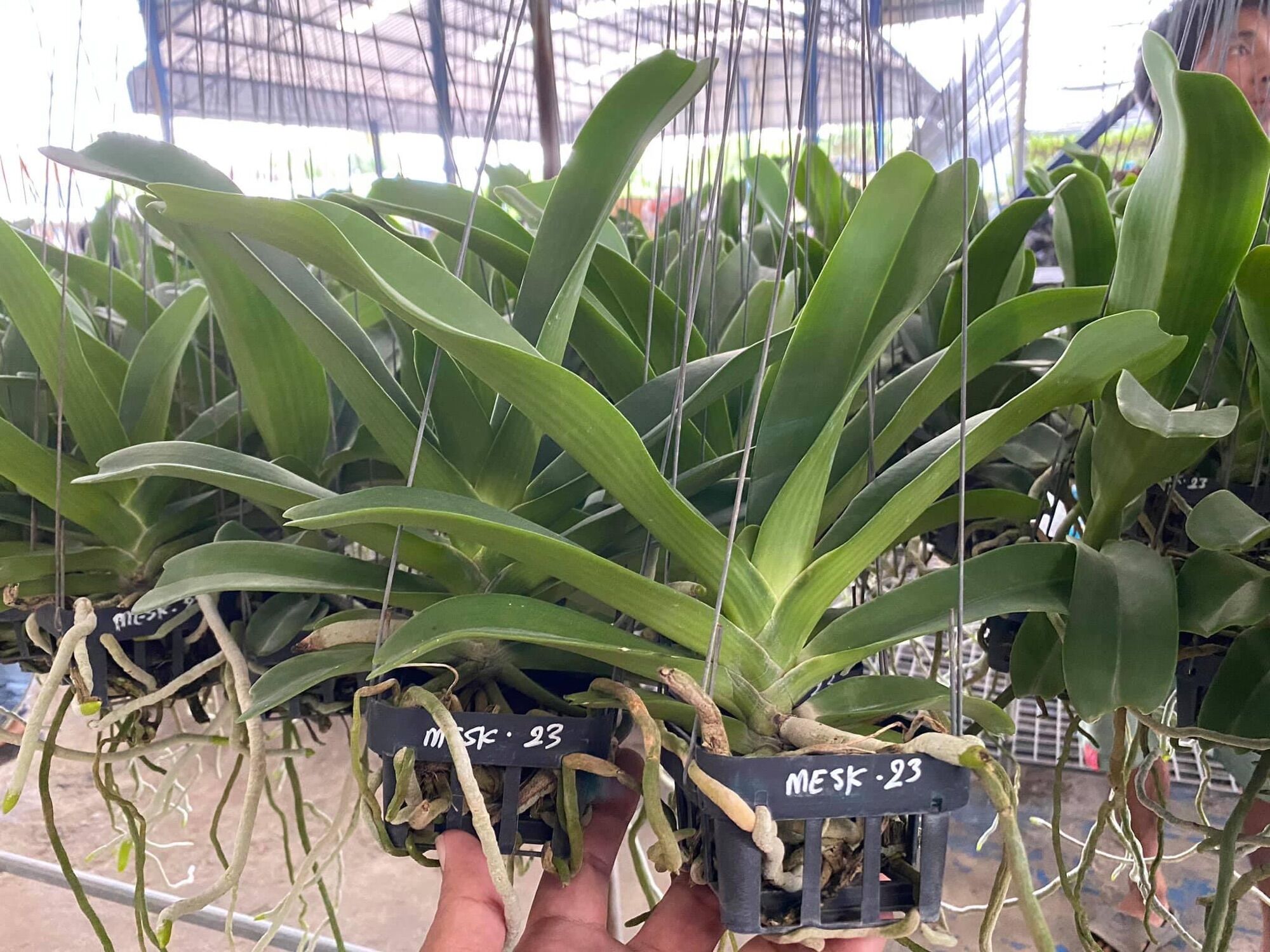 Đai châu thái - Hoa Tết