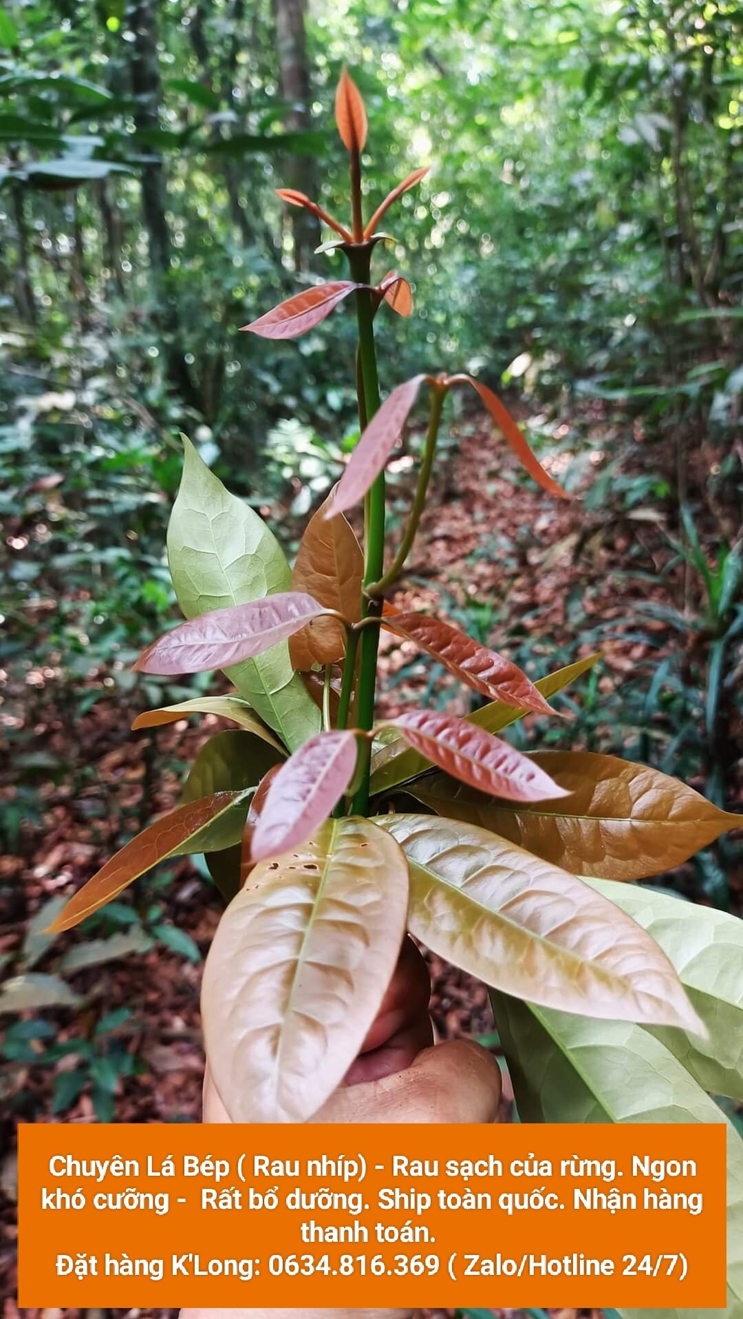 3 BẦU CÂY GIỐNG RAU BÉP RỪNG K'LONG