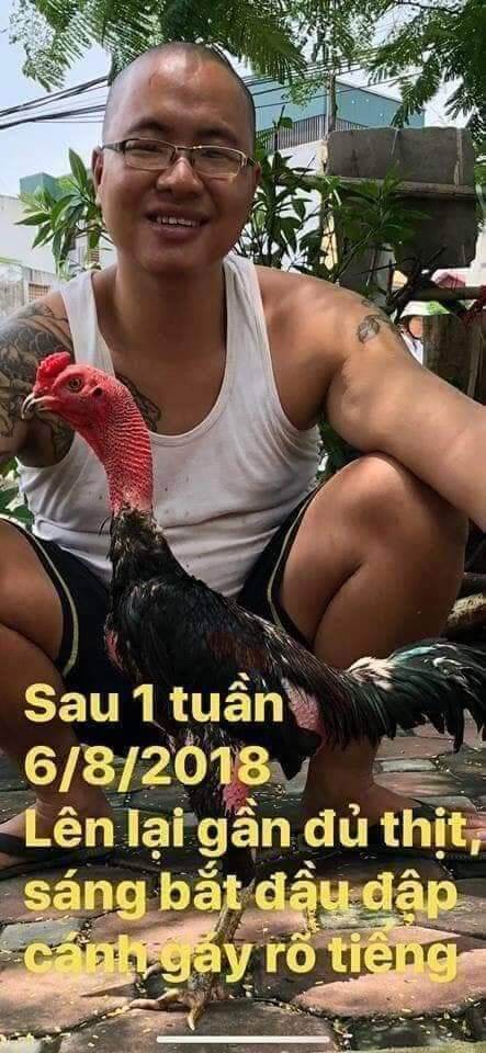 Khô chân teo lườn cho gà chọi