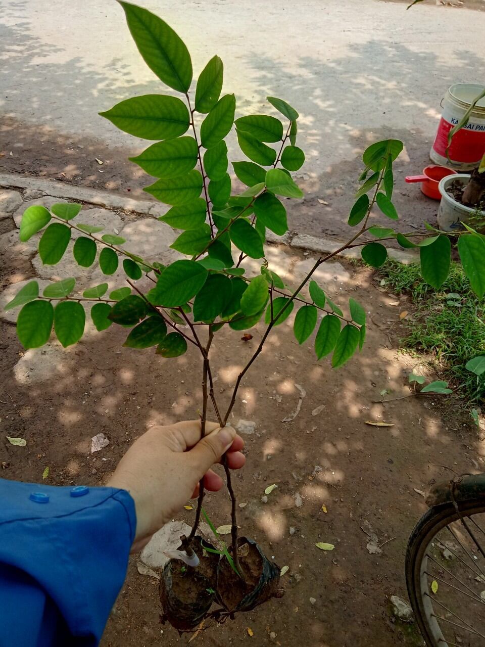 1 cây khế chua