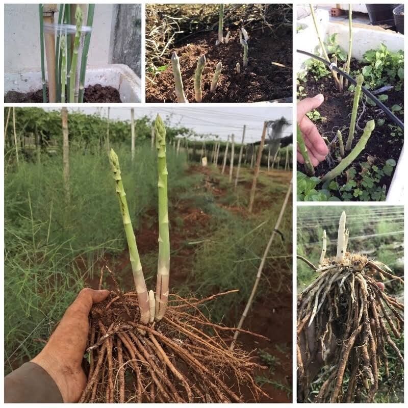 Gốc măng tây xanh 1 năm tuổi