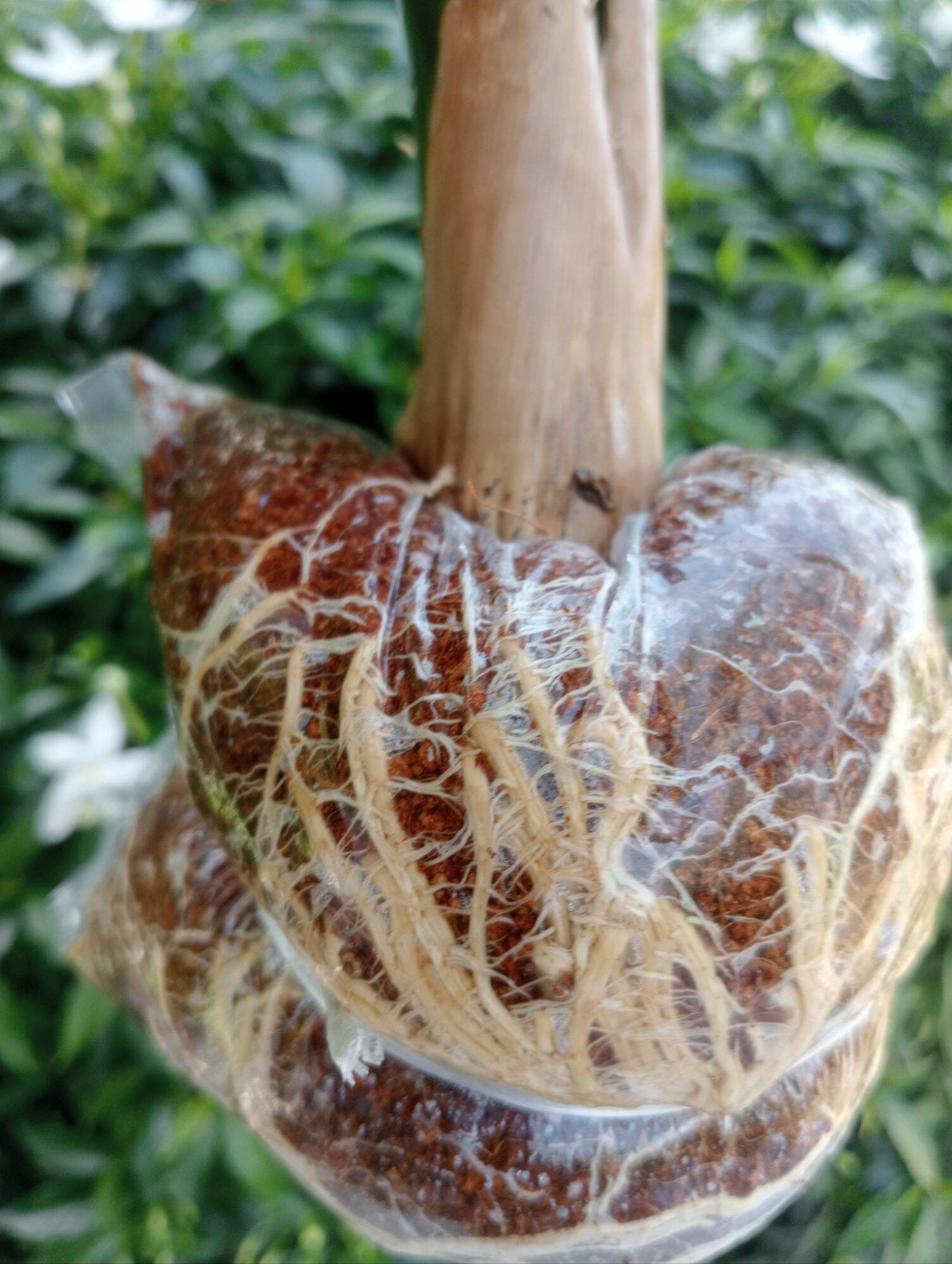 Giống Măng Tre Tứ quý ( combo 5 cây  )