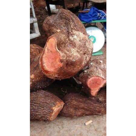 Combo 2kg tầm gửi nghiến tươi