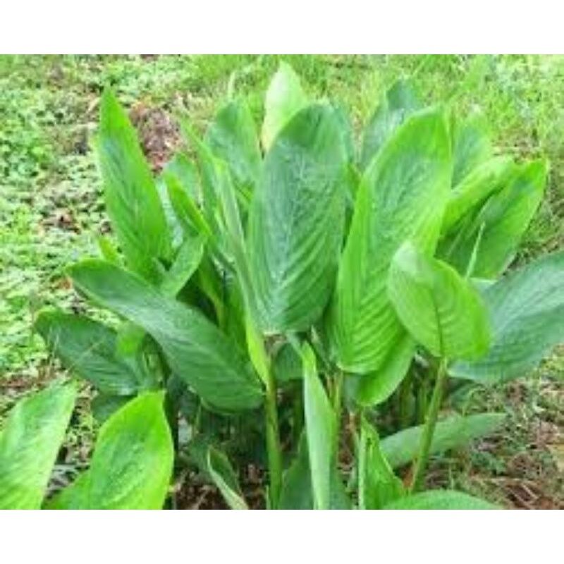 Cây mì tinh,củ dong (chậu giống)