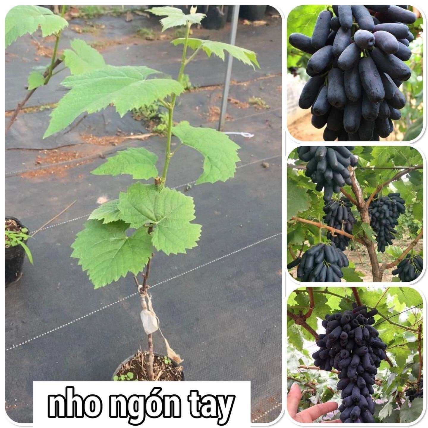 Cây giống nho ngón tay