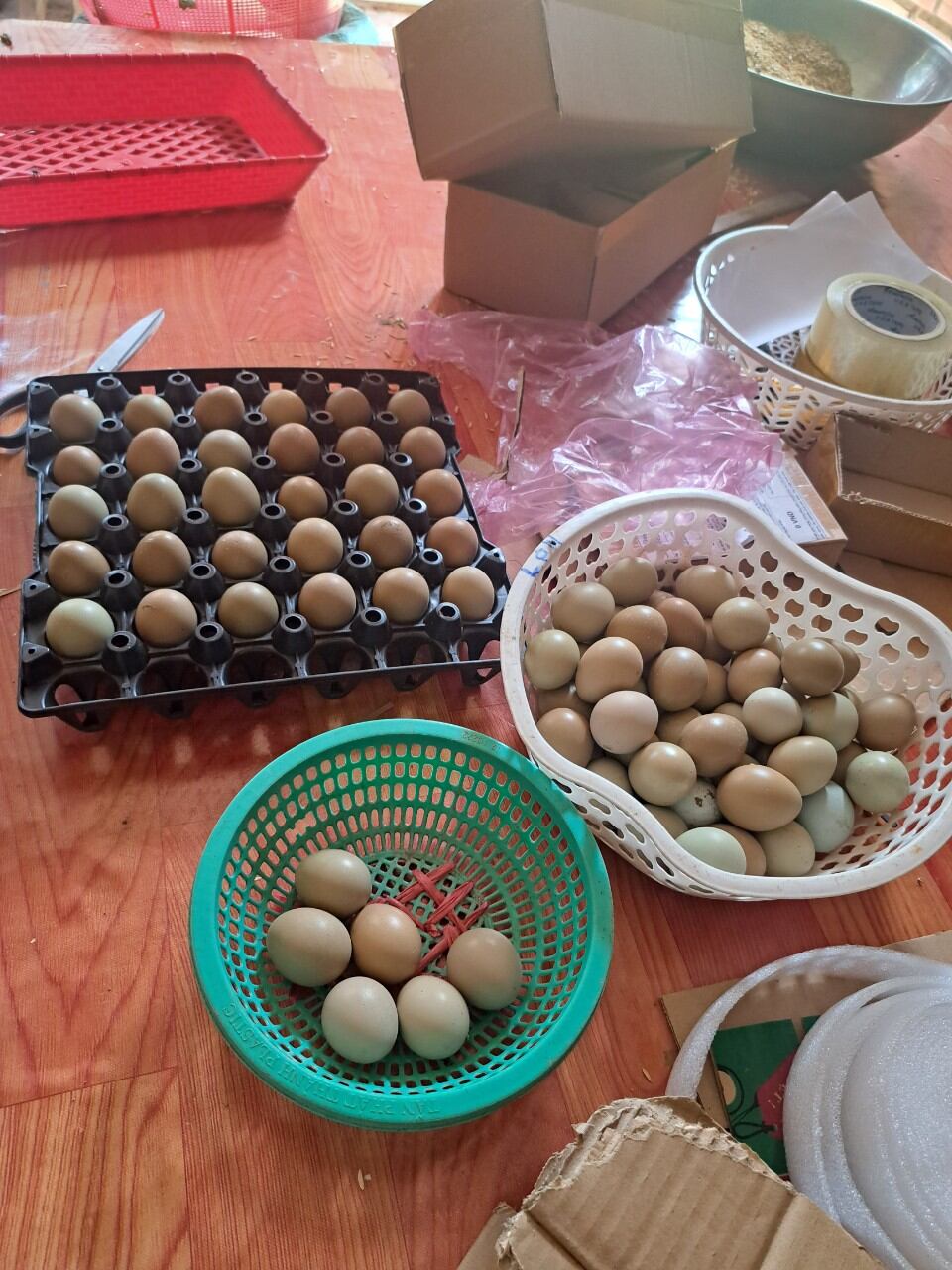Trứng chim trĩ ăn combo 20 trứng