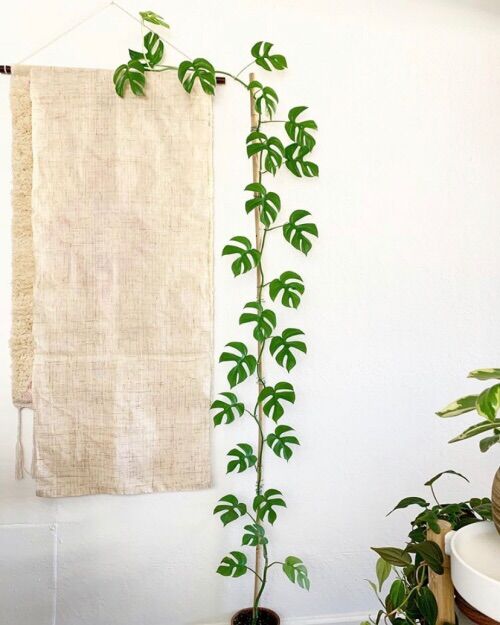 Cây Trầu bà lá xẻ form nhỏ-Monstera mini