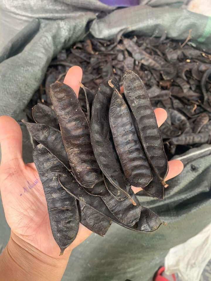 100gr Quả  Bồ Kết Khô