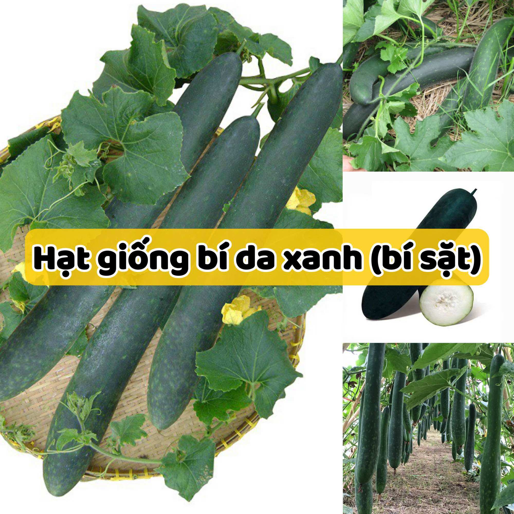 Hạt giống bí xanh dài - Bí đao - Dễ trồng, dễ chăm sóc