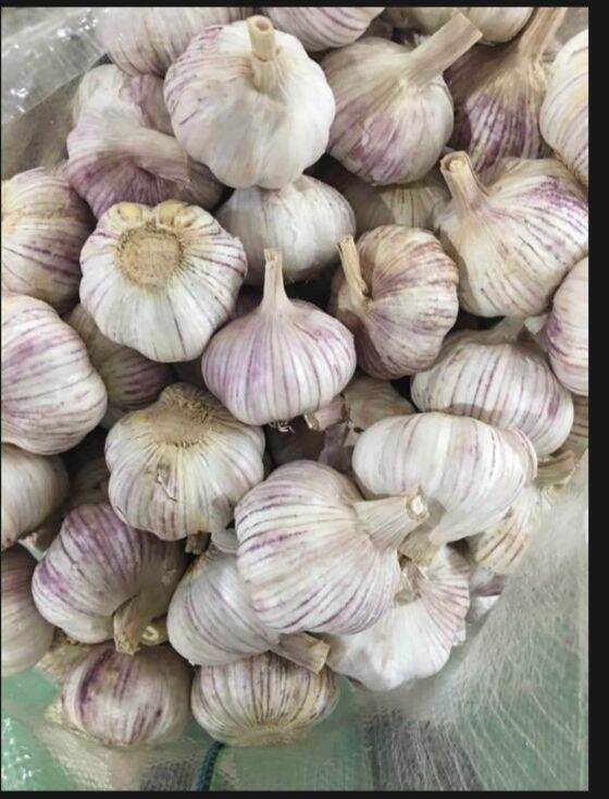 Tỏi tép to dễ bóc, chắc mẩy