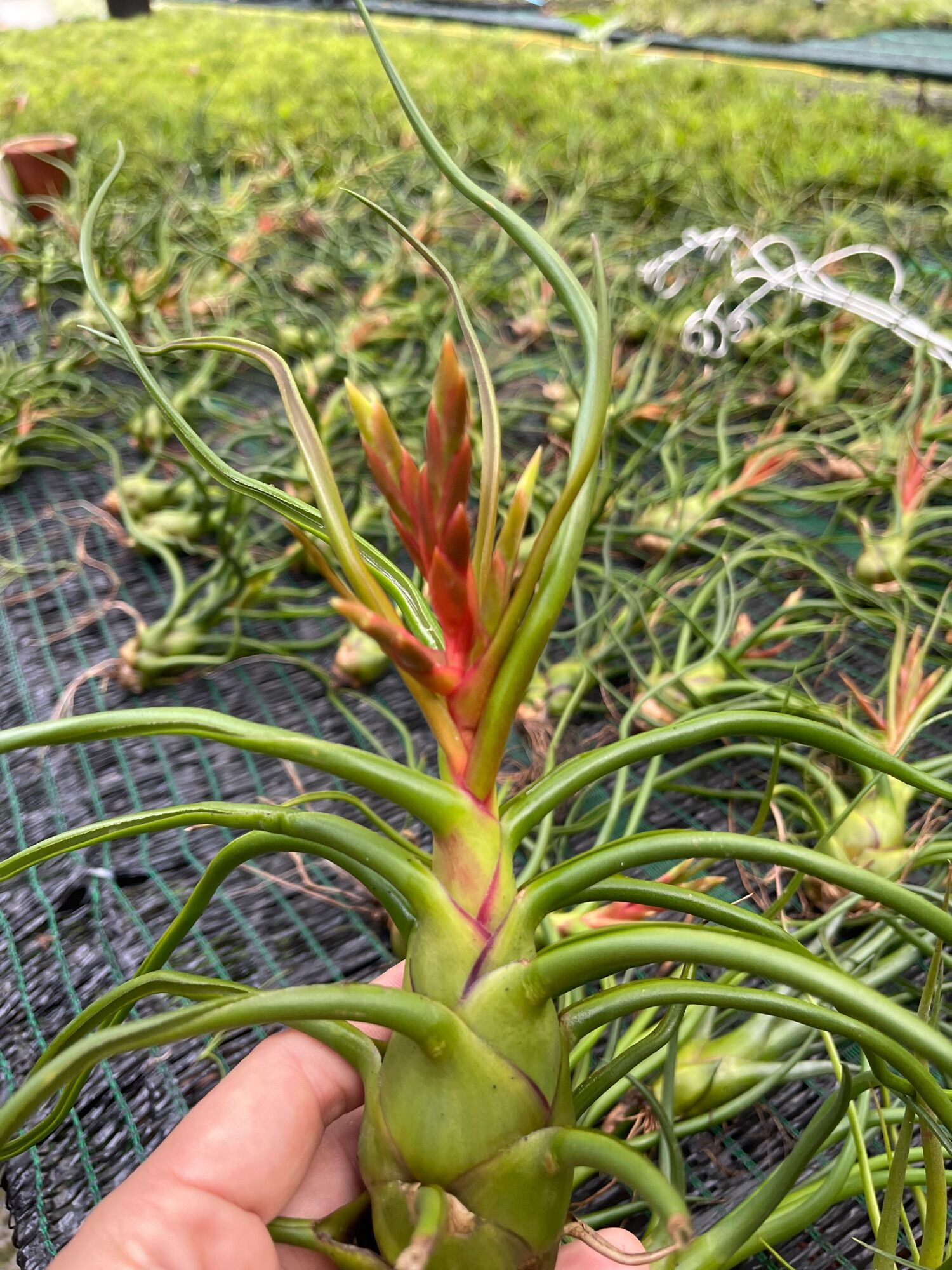 cây không khí bulbosa giant