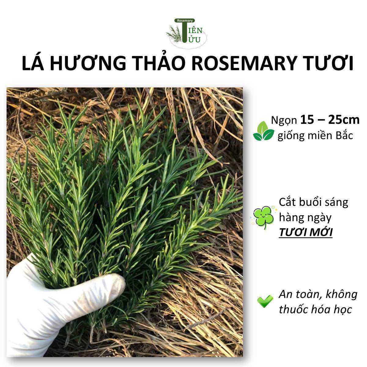 Lá hương thảo Rosemary tươi dài 15-25cm, xanh thơm đậm
