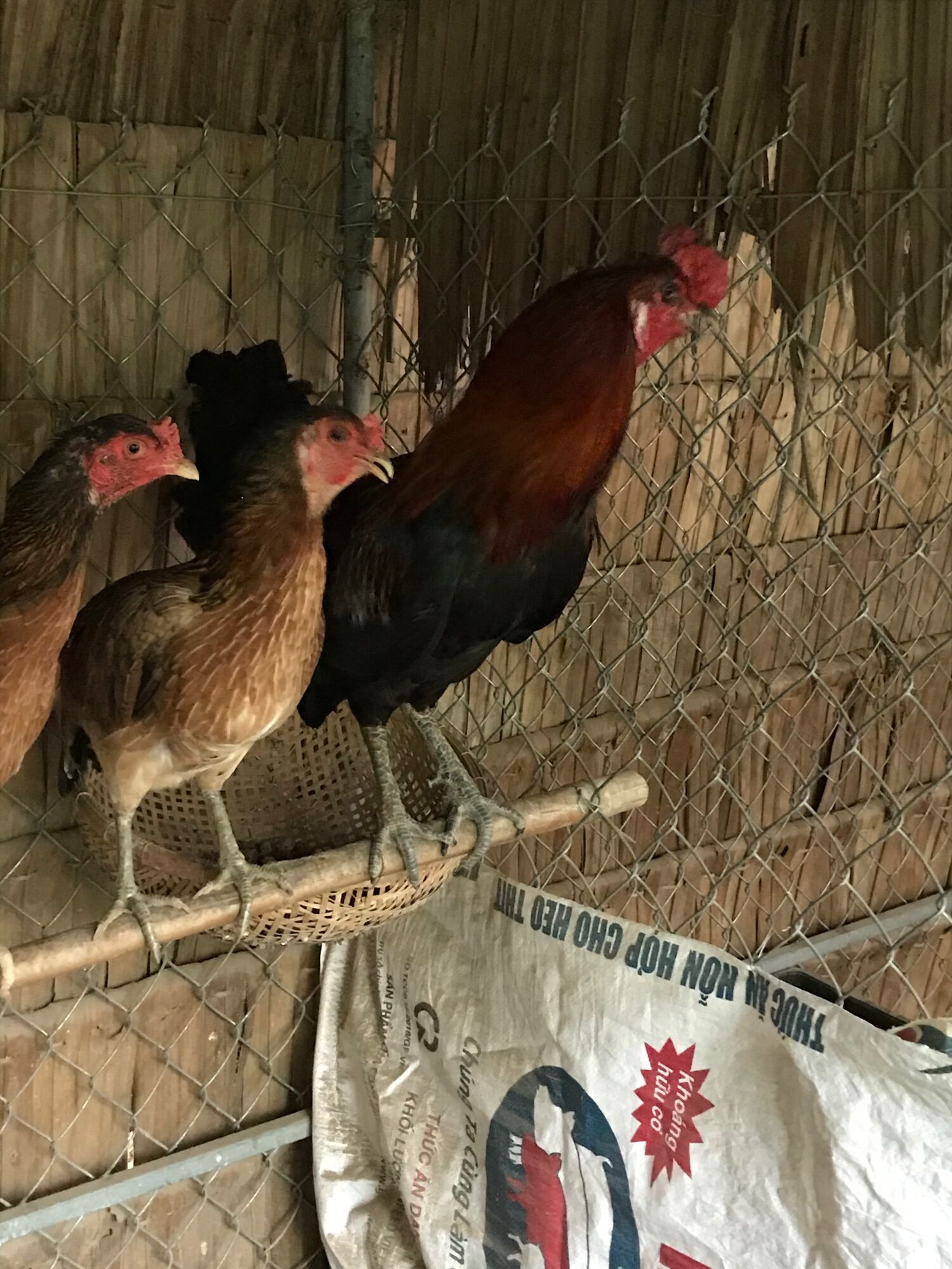 05 trứng gà đá ấp nở con (2)