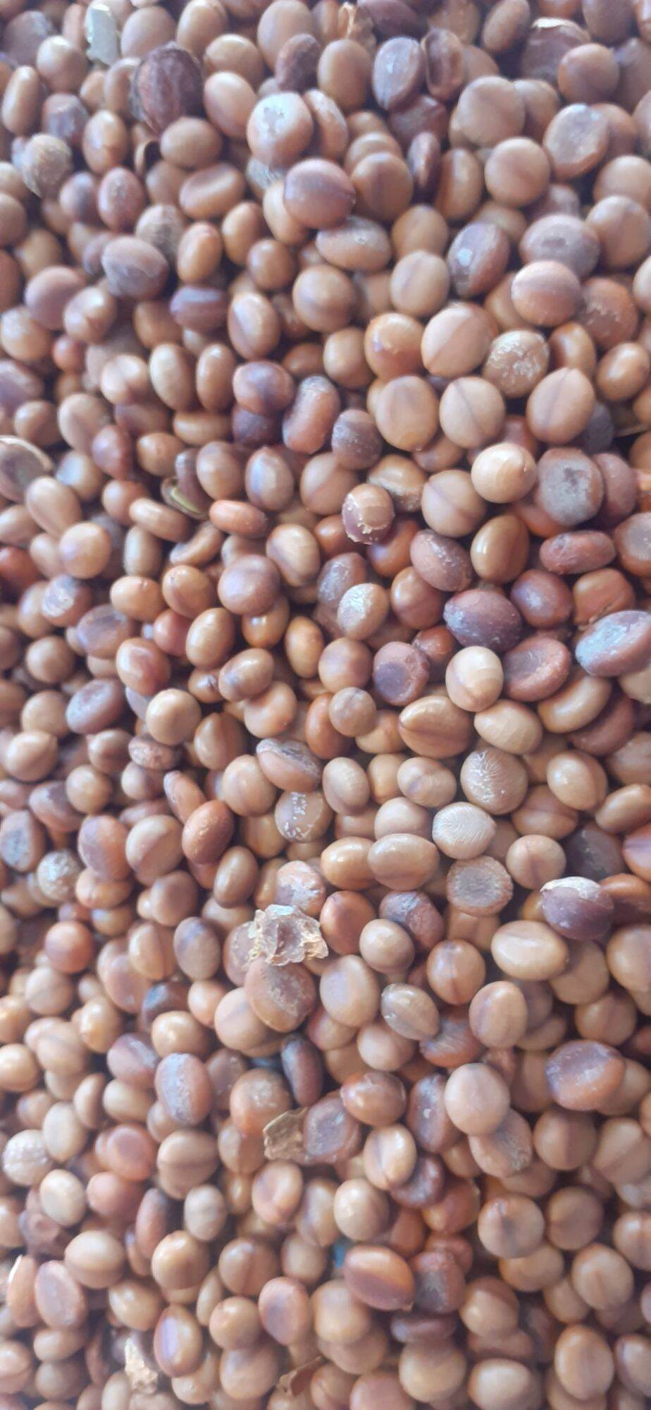 100 gram hạt giống muồng hoa đào