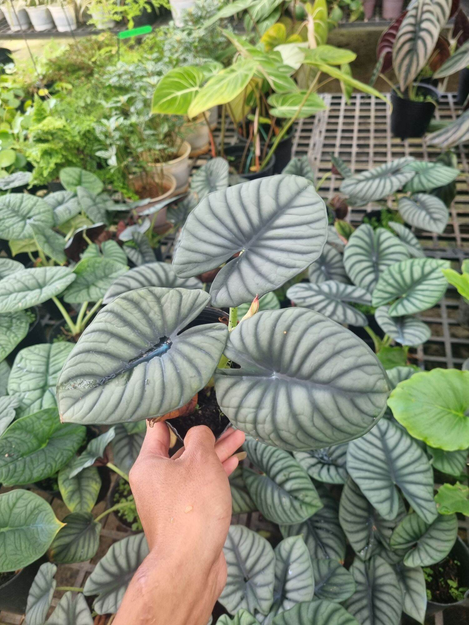 Cây Alocasia Nebula