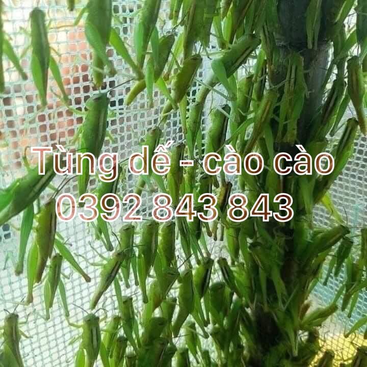 lồng nuôi cào cào