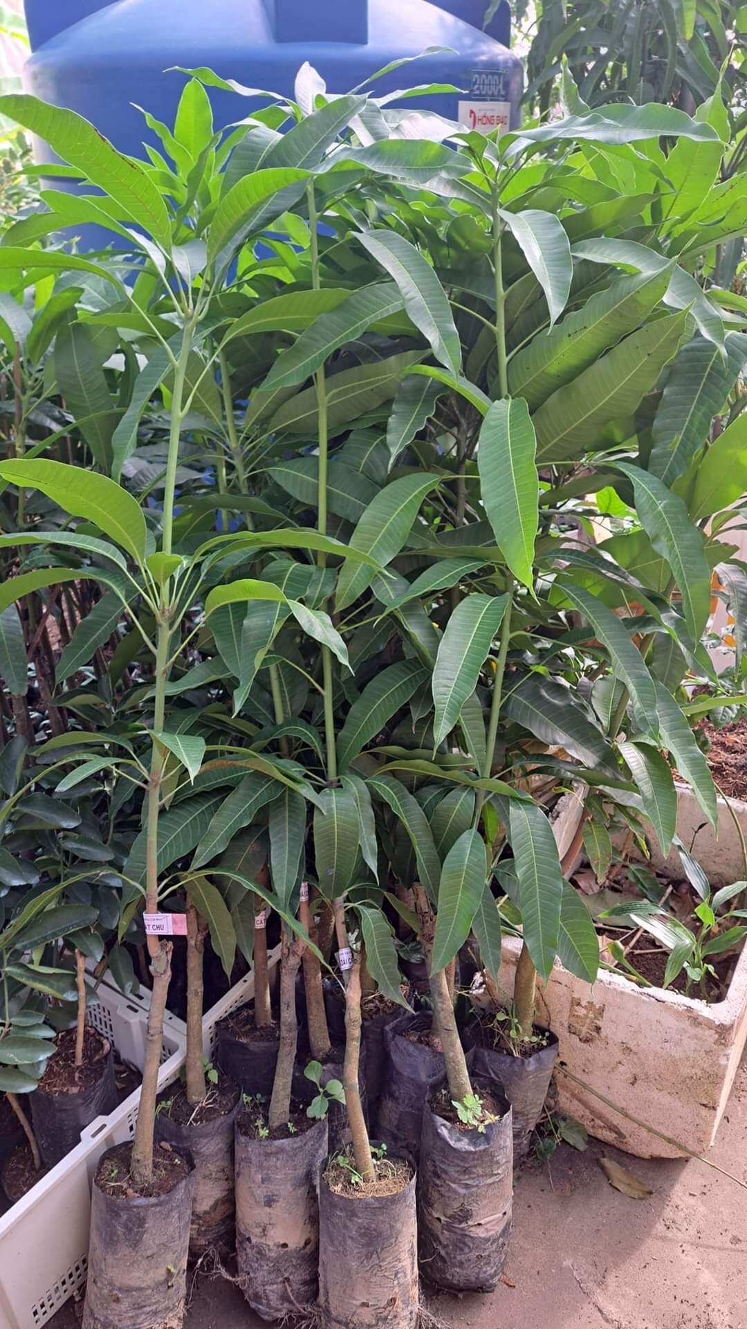 Cây giống xoài cát hoà lộc cái mơn