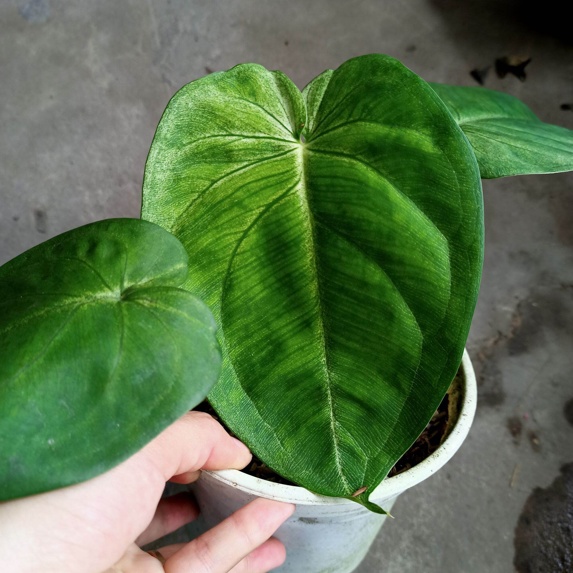 Chậu cây trầu bà trái tim giá băng - syngonium frosted heart