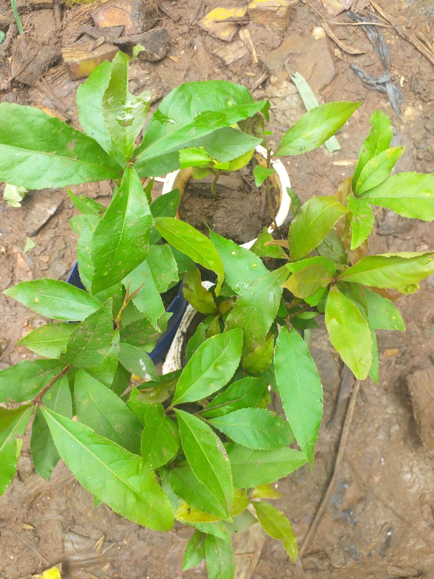 cây Lộc Vừng Đỏ