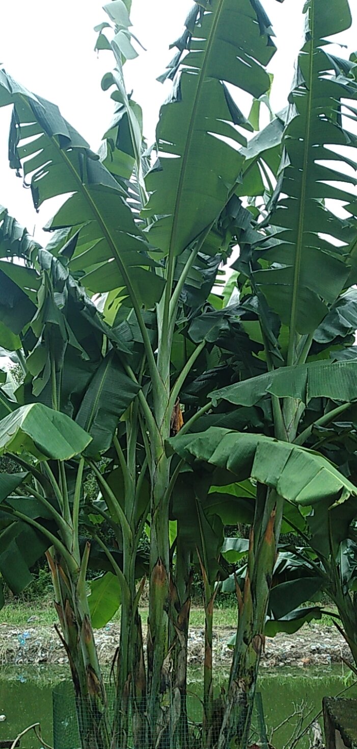 1kg lá chuối tươi nhà trồng tphcm gói bánh siêu tươi lá to