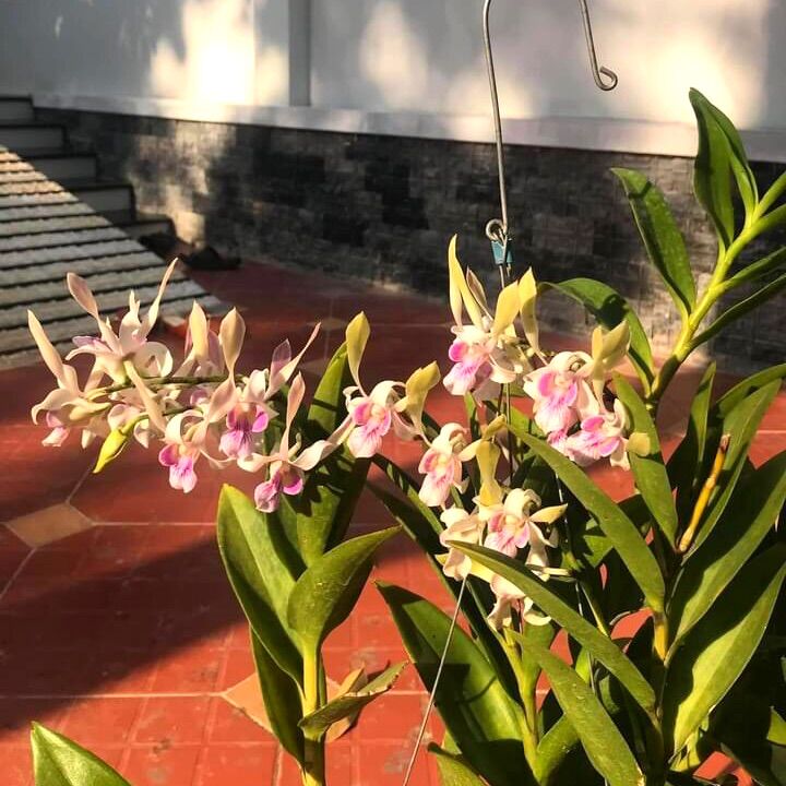 (1 chậu) Hoa lan dendro nắng ta - hàng lá hoặc đang hoa