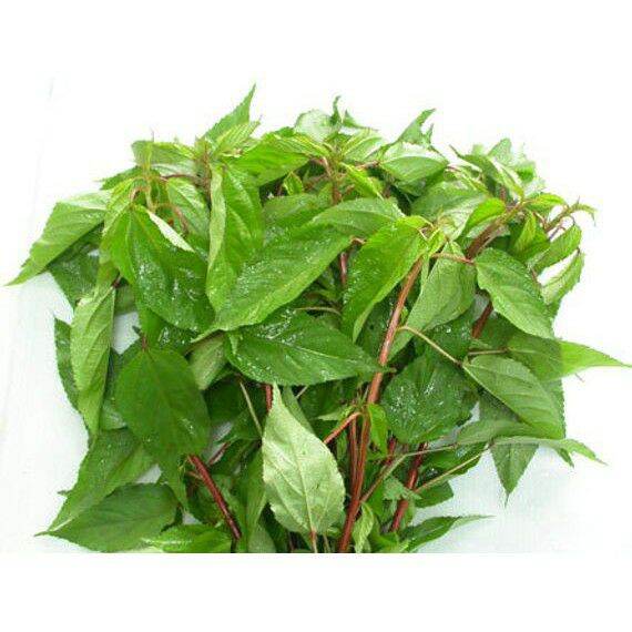 Hạt giống rau đay - gói 20gr