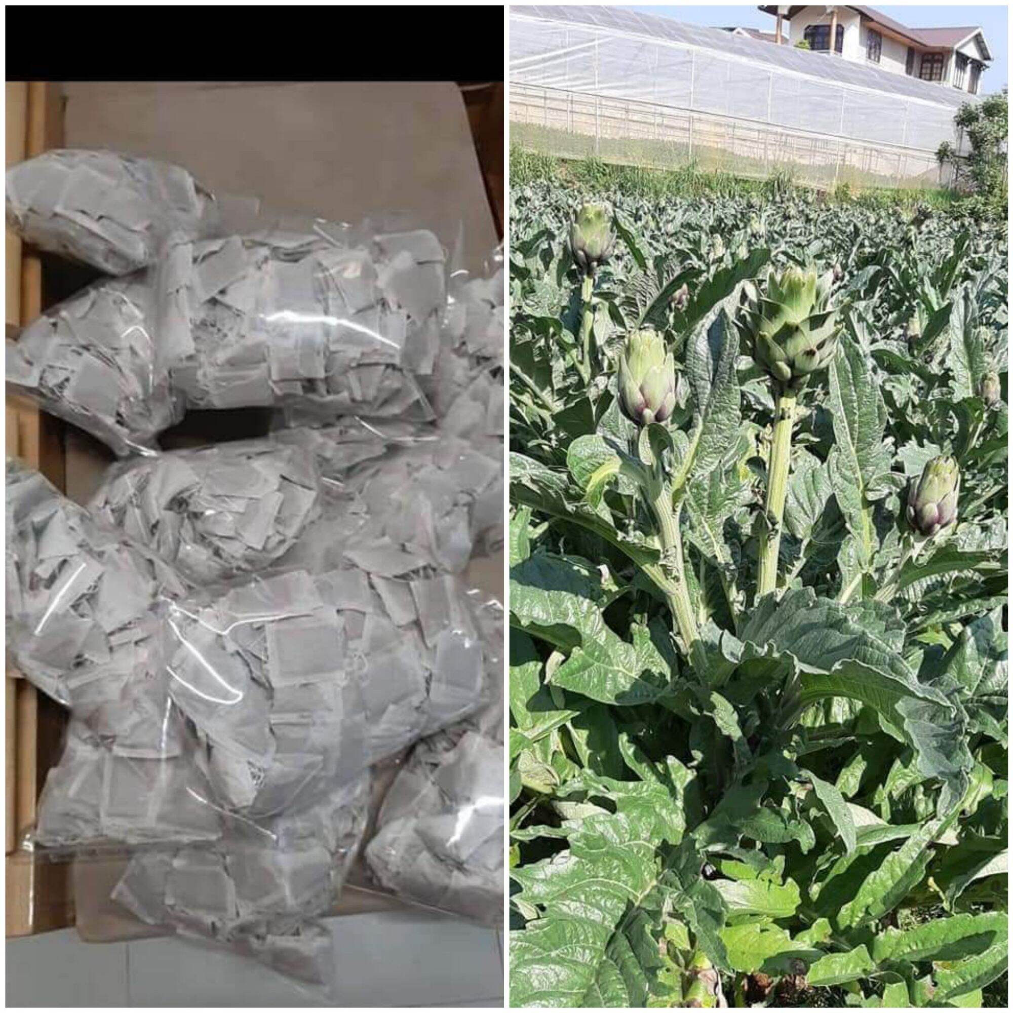 Trà Atiso túi lọc loại nhất 250gr