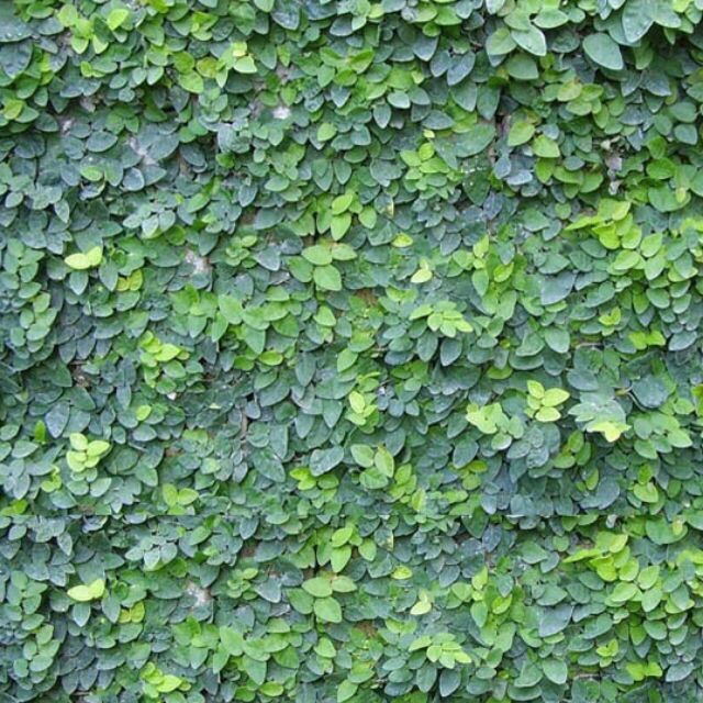Cây thằn lằn leo tường/ cây vẩy ốc