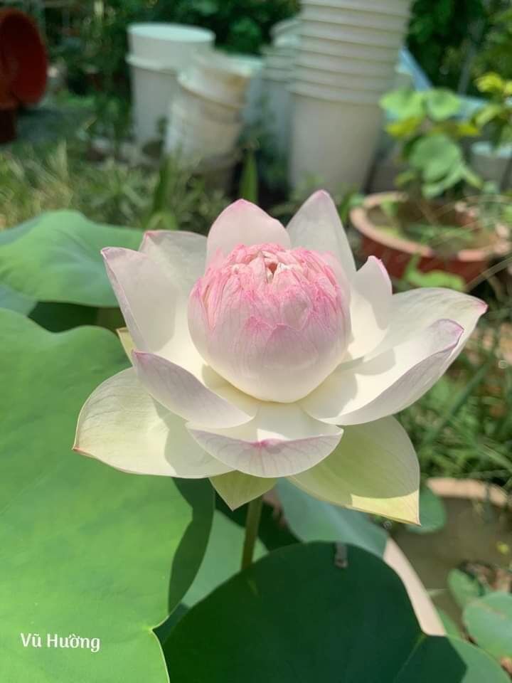 Trồng sen thái Budda phật bằng củ sen, ngó sen