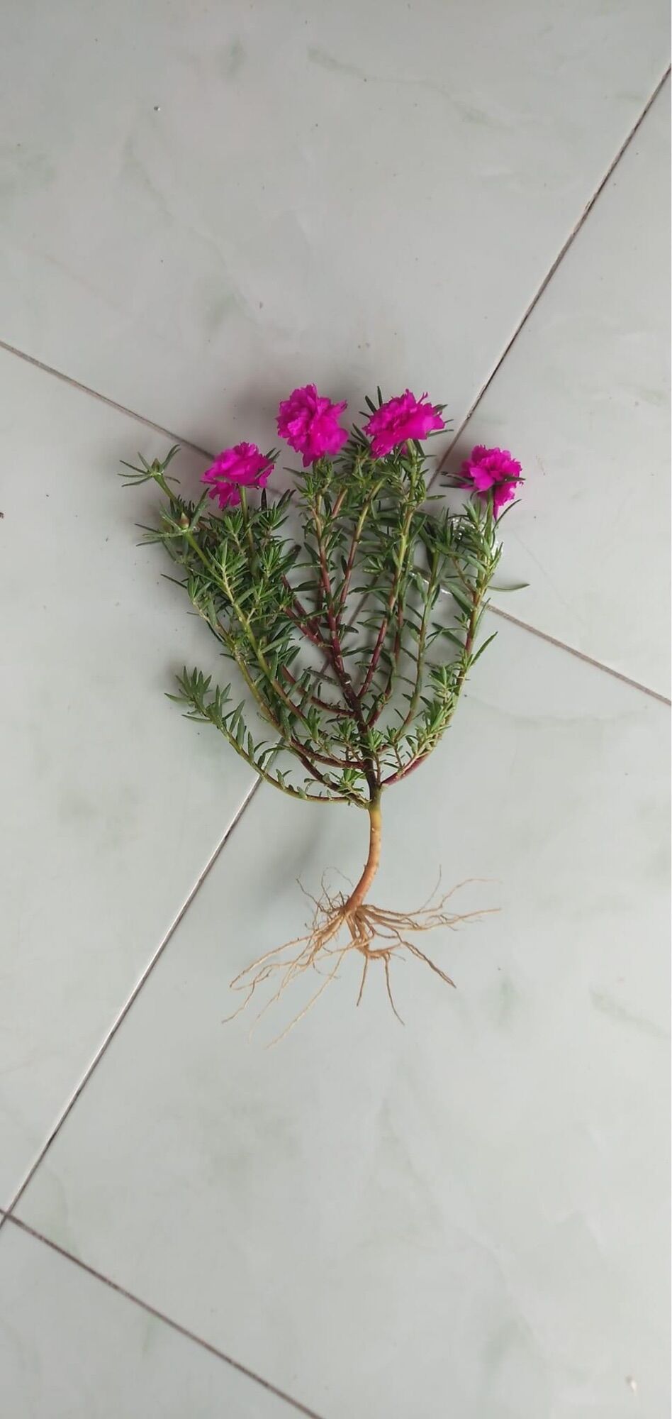 Hoa mười giờ kép mỹ