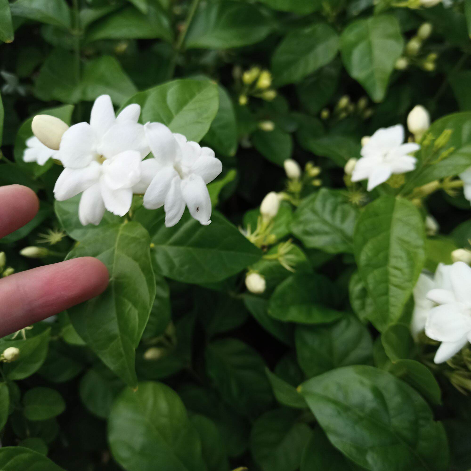 Chậu cây lài trà cánh đơn