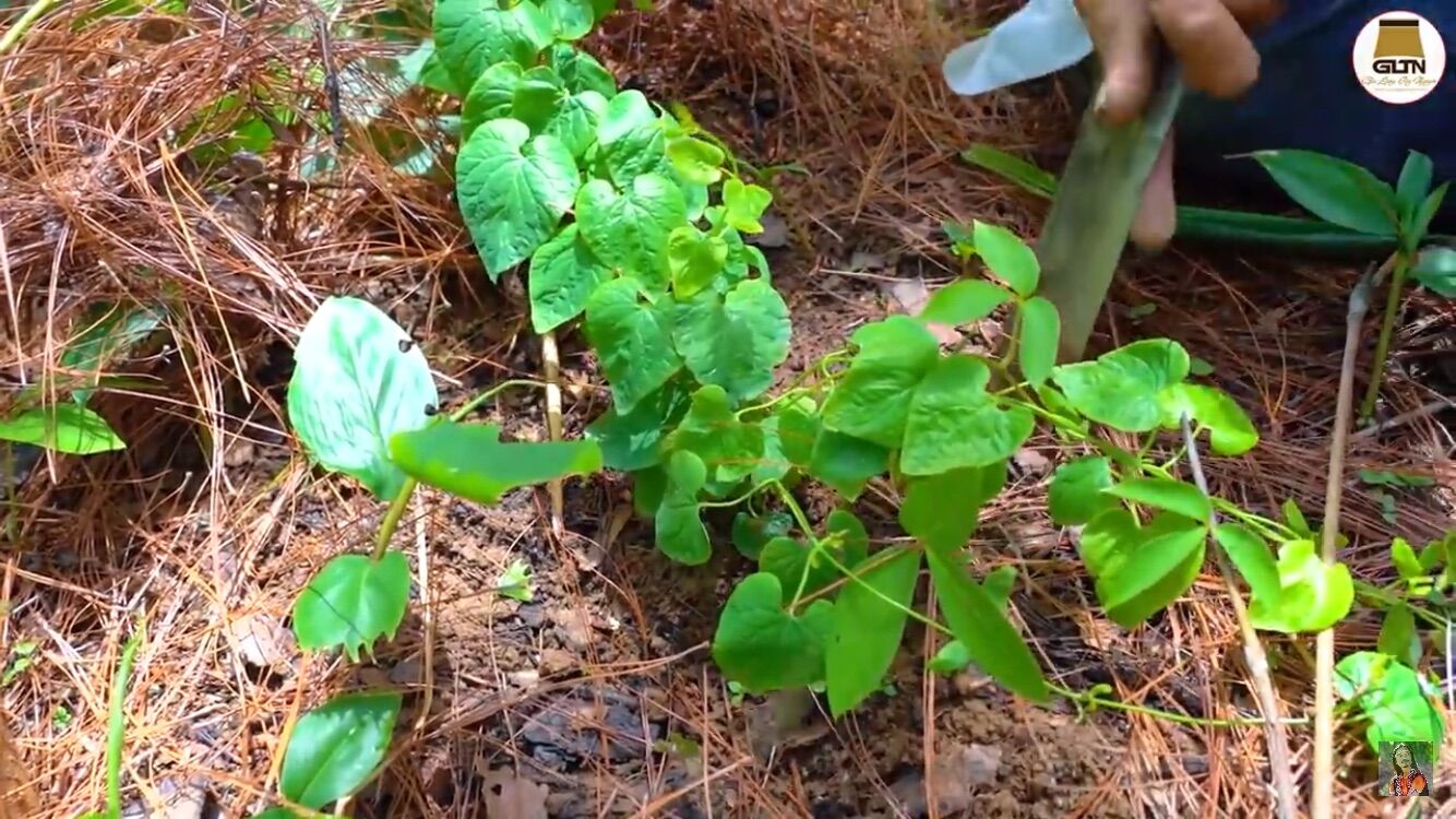Đẳng sâm - loại trung [100g], Sâm dây Ngọc Linh, Sâm rừng Thuần Việt