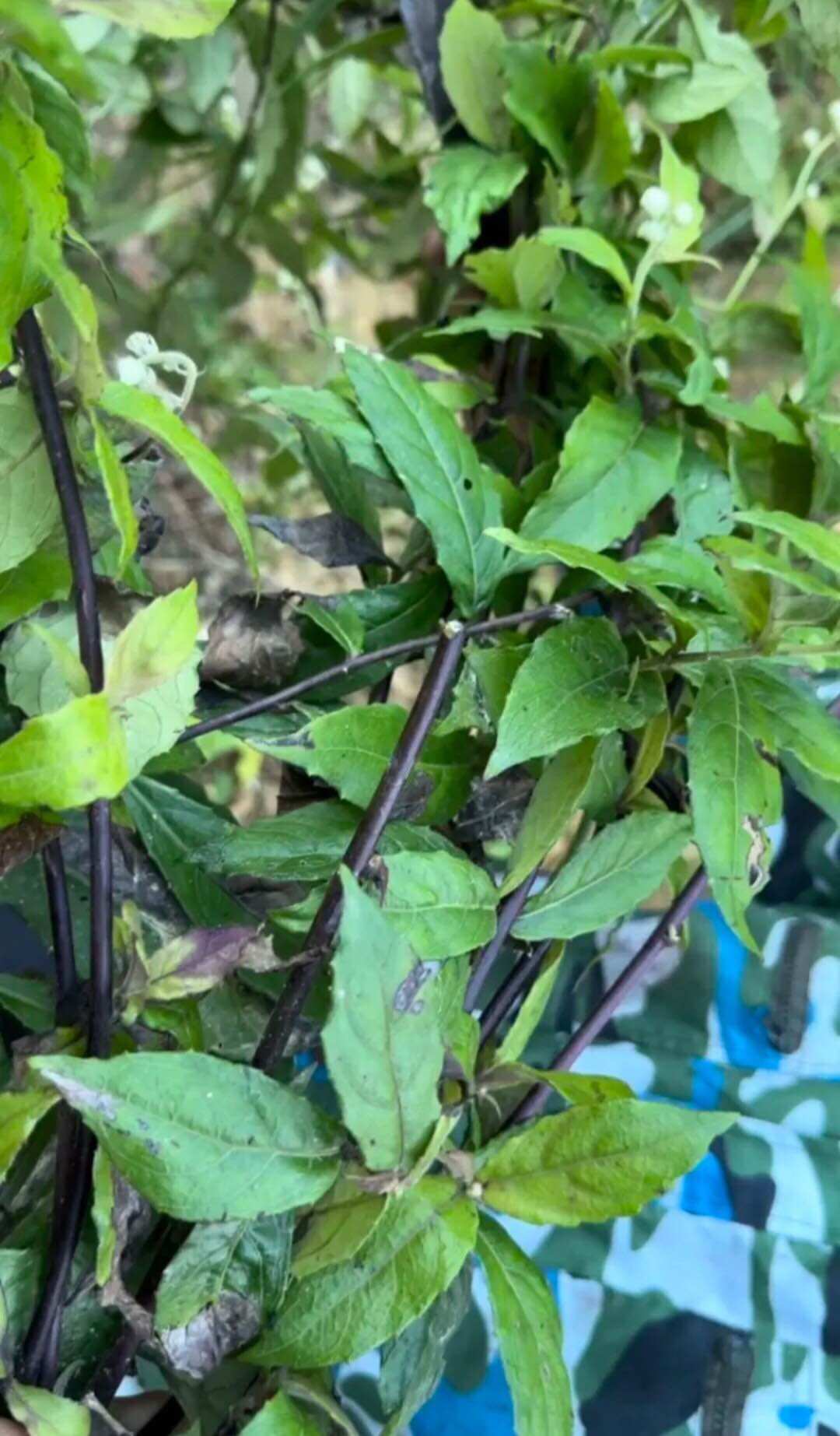 1 kg bầu đất khô