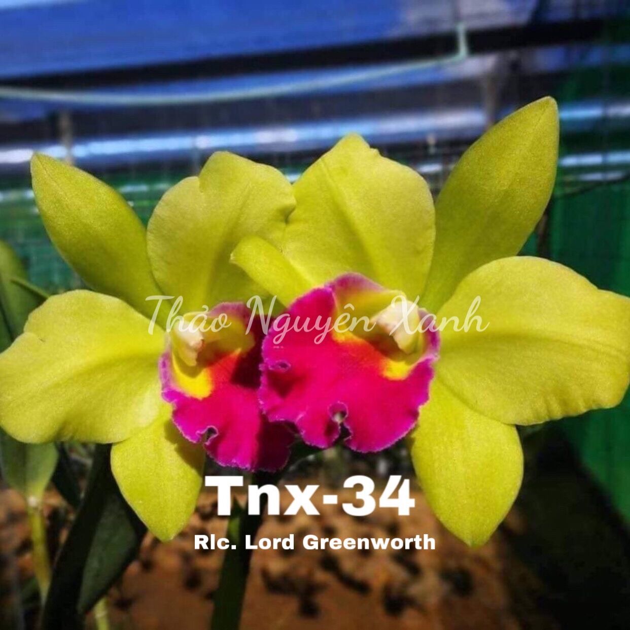 Tnx34 - lan cattleya hoa xanh lưỡi đỏ - cây con