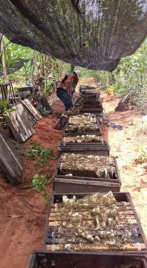 1 lít mật ong ngon hoa cà phê đăklak