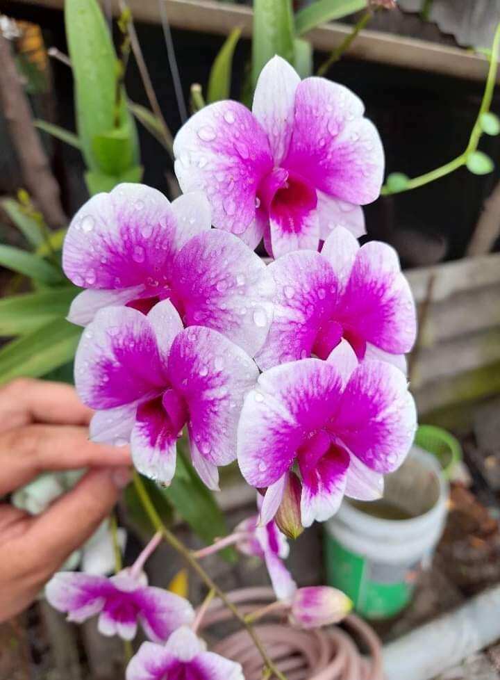 Denro mini yaya giống