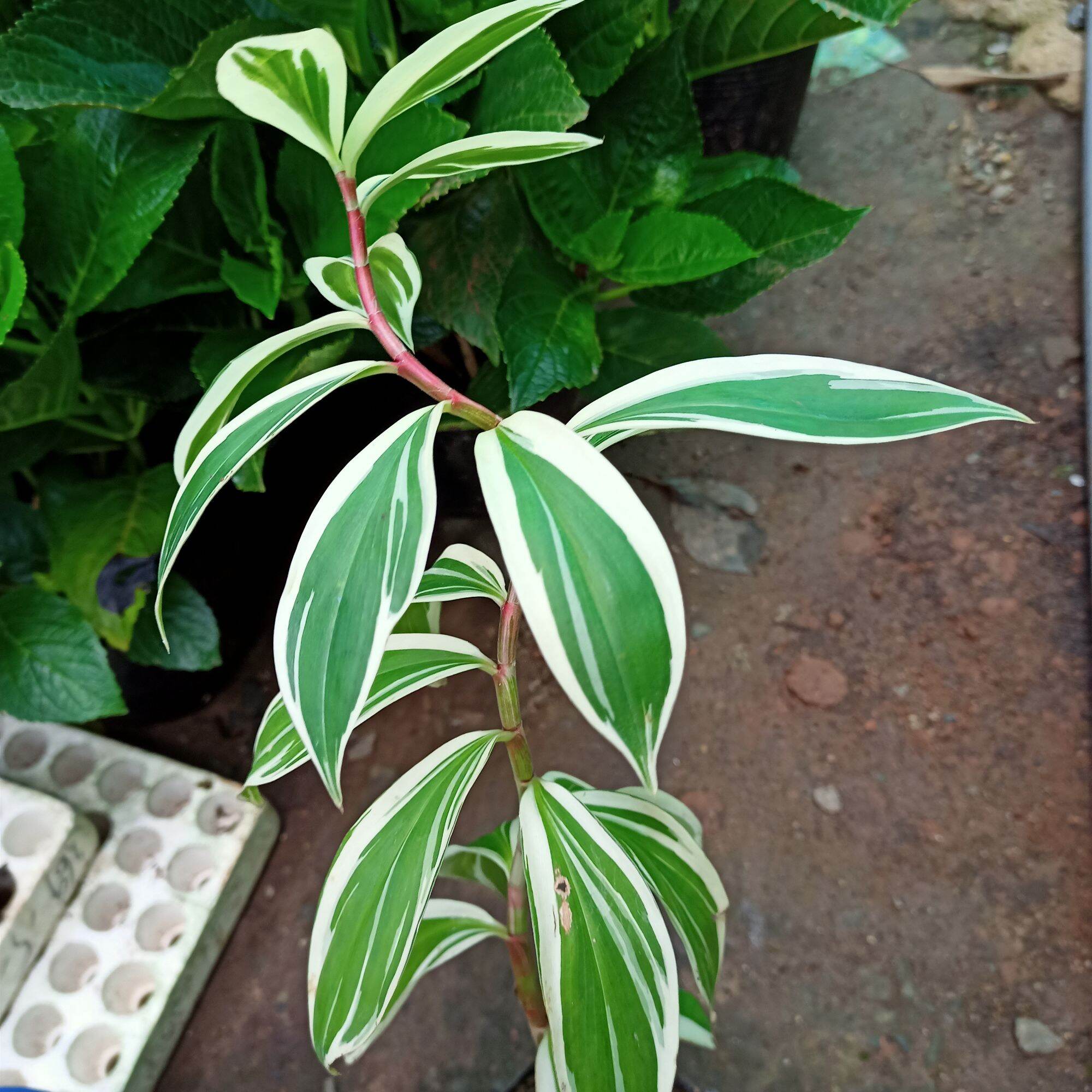 Cây chong chóng var - spiral ginger var - costus arabicus var