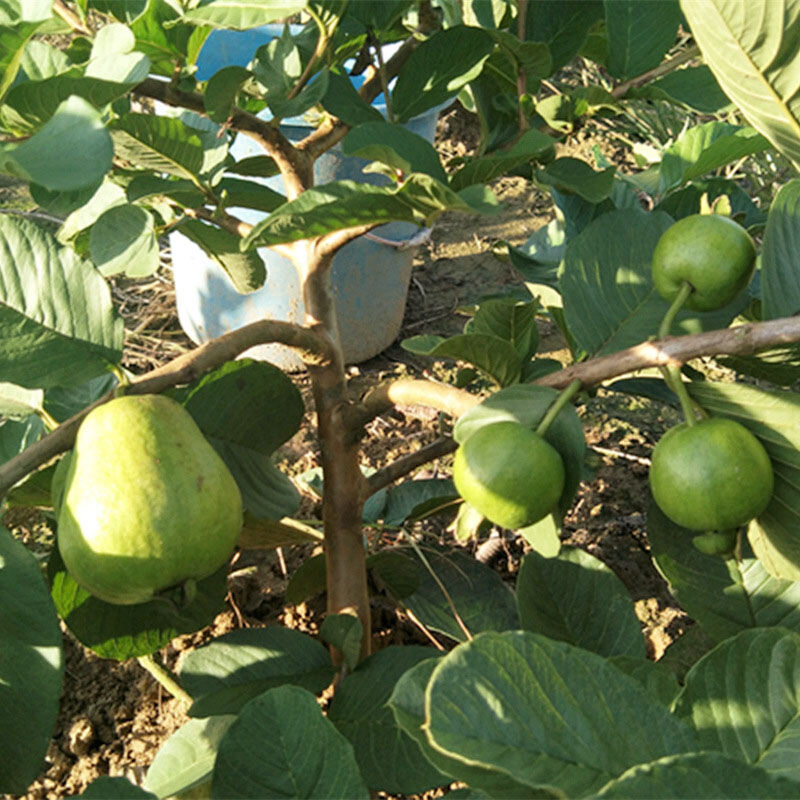 Cây giống ổi Ruby ruột đỏ không hột