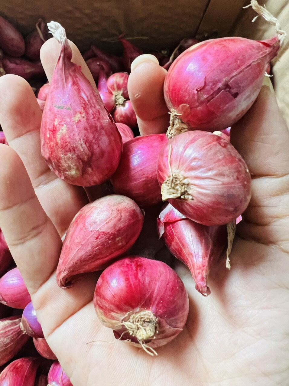 HÀNH TÍM NINH THUẬN 500G