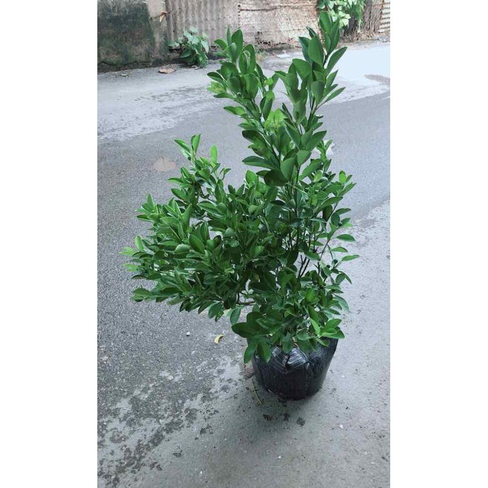 Cây giống tắc ngọt có sẵn trái
