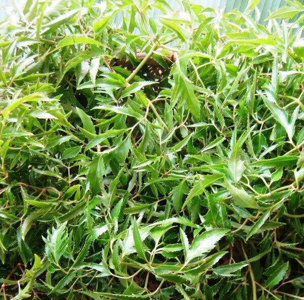 lá đinh lăng tươi 500g