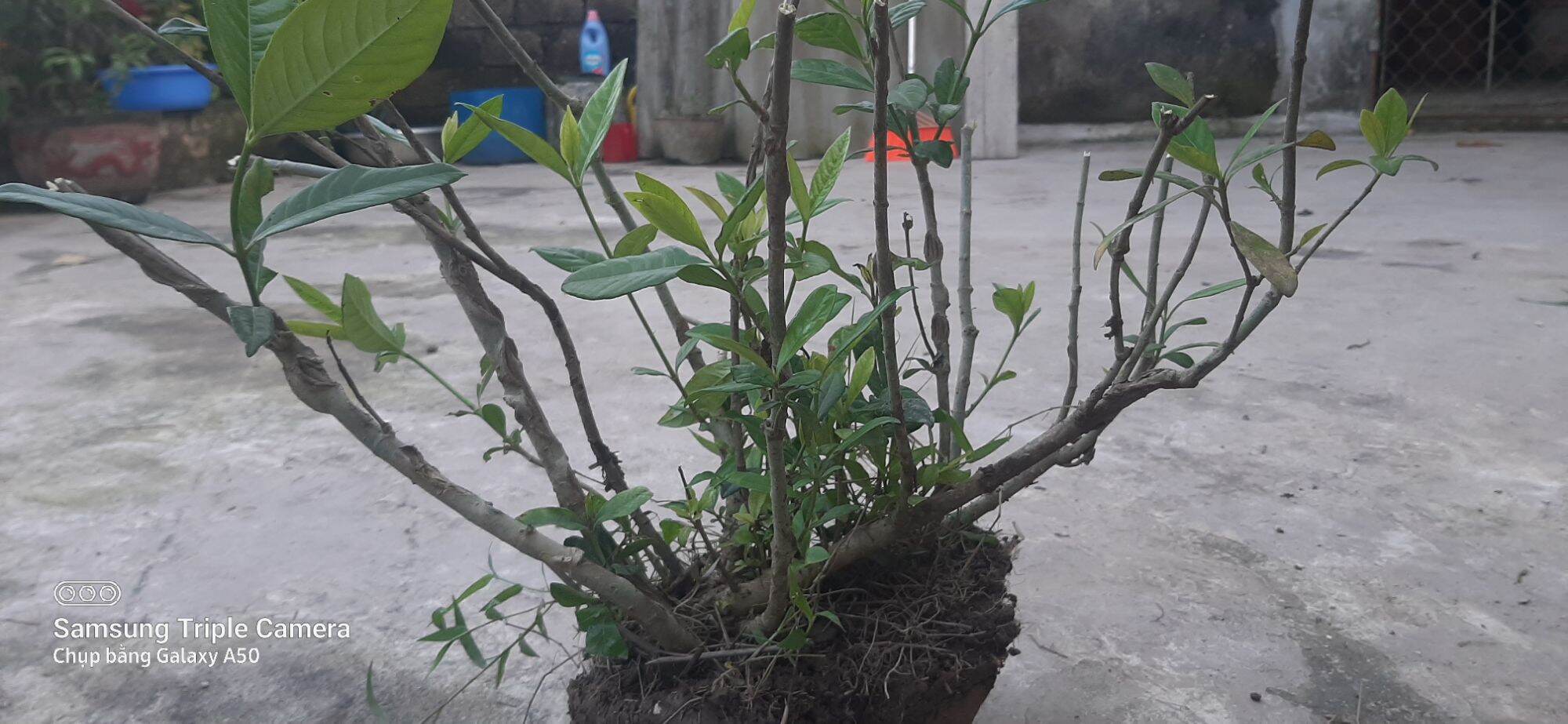 Cây dành dành 6 cánh (gốc zeri)