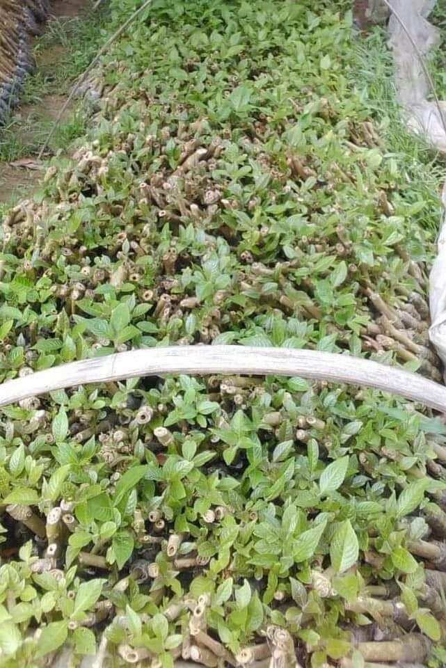 Chè khổng lồ chăn nuôi gia súc gia cầm