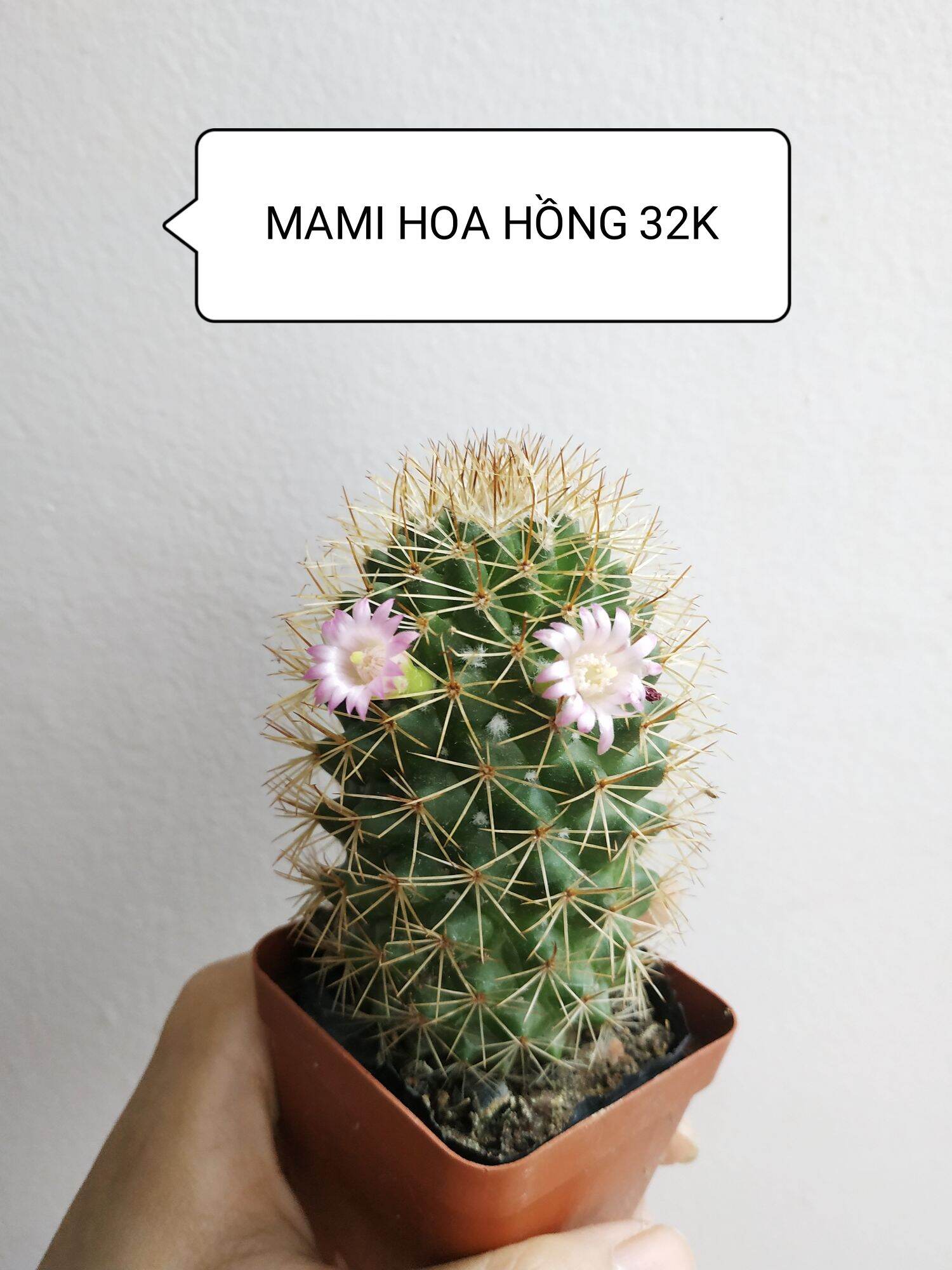 Xương rồng mami hoa hồng