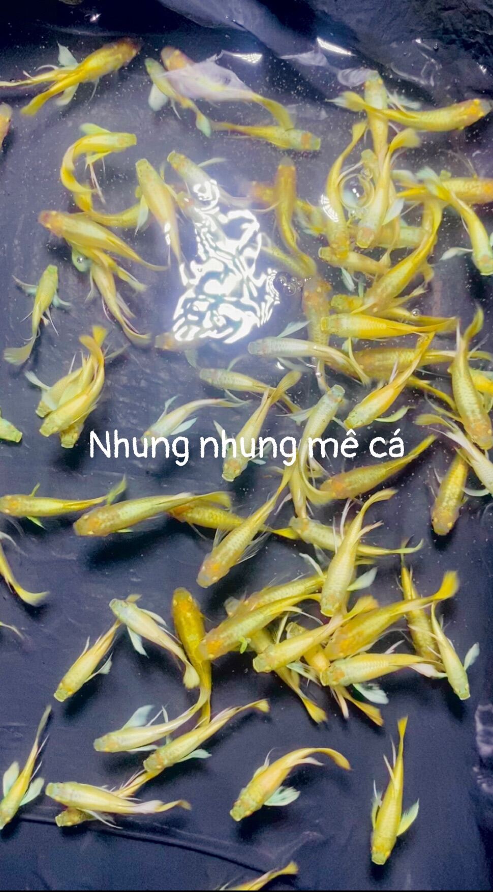 Cá cảnh cá 7 màu thủy sinh guppy full gold ribbon hoàn tiền hoặc đền bù 11 nếu sự cố vận chuyển