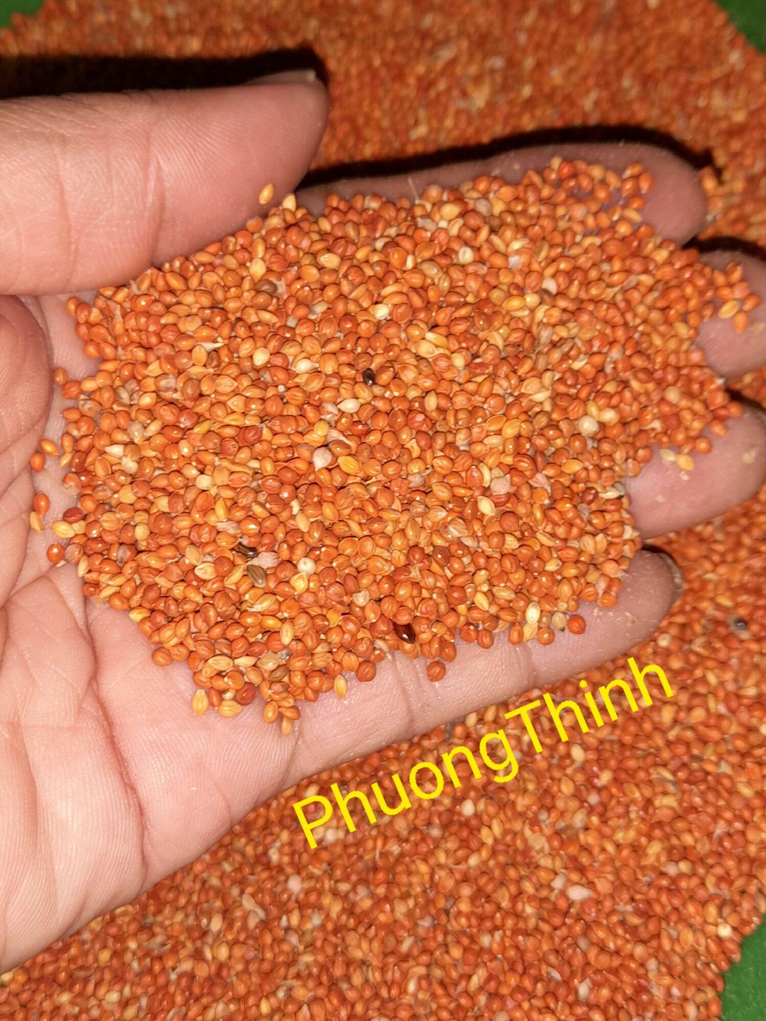 1Kg Hạt kê đỏ nhỏ (không bóng) dành cho chim