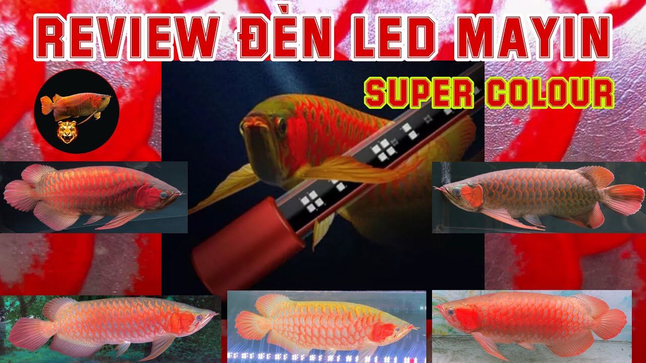 Đèn led cá rồng mayin super colour đỏ cá không đỏ nước 72cm